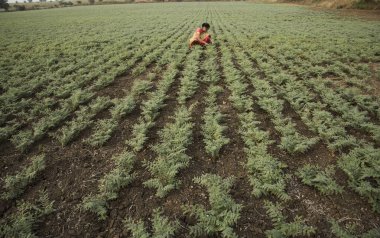 Nohut tarlasında çalışan geleneksel giysili Hintli kadın.