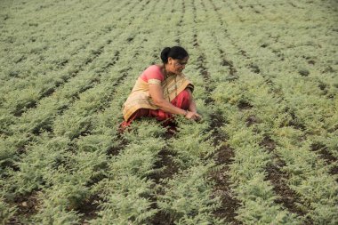 Nohut tarlasında çalışan geleneksel giysili Hintli kadın.