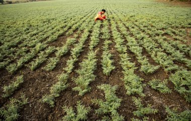 Nohut tarlasında çalışan geleneksel giysili Hintli kadın.