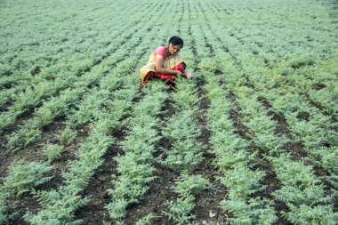 Nohut tarlasında çalışan geleneksel giysili Hintli kadın.