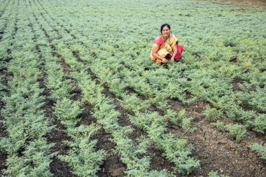 Nohut tarlasında çalışan geleneksel giysili Hintli kadın.