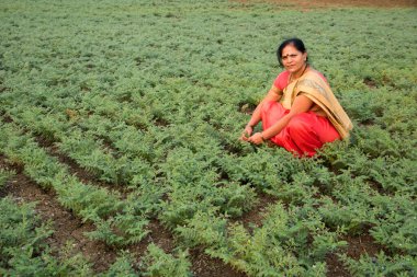 Nohut tarlasında çalışan geleneksel giysili Hintli kadın.