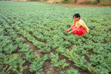 Nohut tarlasında çalışan geleneksel giysili Hintli kadın.