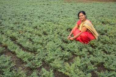 Nohut tarlasında çalışan geleneksel giysili Hintli kadın.
