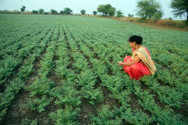 Nohut tarlasında çalışan geleneksel giysili Hintli kadın.