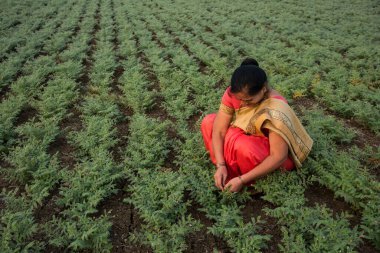 Nohut tarlasında çalışan geleneksel giysili Hintli kadın.