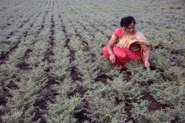 Nohut tarlasında çalışan geleneksel giysili Hintli kadın.
