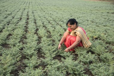 Nohut tarlasında çalışan geleneksel giysili Hintli kadın.