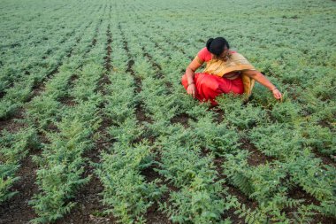 Nohut tarlasında çalışan geleneksel giysili Hintli kadın.