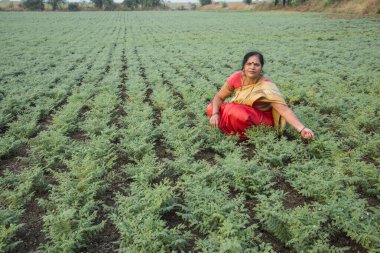 Nohut tarlasında çalışan geleneksel giysili Hintli kadın.