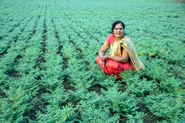 Nohut tarlasında çalışan geleneksel giysili Hintli kadın.