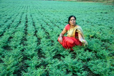 Nohut tarlasında çalışan geleneksel giysili Hintli kadın.