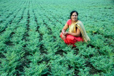 Nohut tarlasında çalışan geleneksel giysili Hintli kadın.