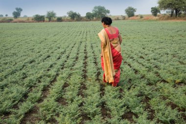 Geleneksel giysiler içinde Hintli kadın nohut tarlasında yürüyor.