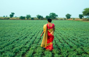 Geleneksel giysiler içinde Hintli kadın nohut tarlasında yürüyor.