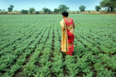 Geleneksel giysiler içinde Hintli kadın nohut tarlasında yürüyor.