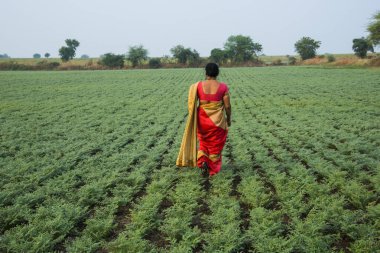 Geleneksel giysiler içinde Hintli kadın nohut tarlasında yürüyor.