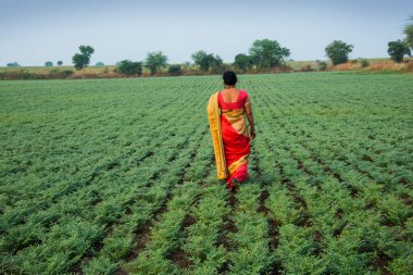 Geleneksel giysiler içinde Hintli kadın nohut tarlasında yürüyor.