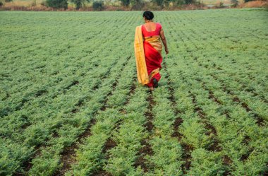 Geleneksel giysiler içinde Hintli kadın nohut tarlasında yürüyor.