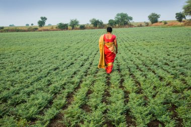 Geleneksel giysiler içinde Hintli kadın nohut tarlasında yürüyor.