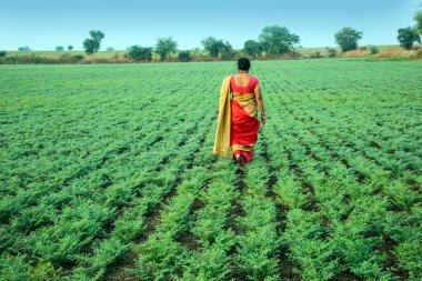 Geleneksel giysiler içinde Hintli kadın nohut tarlasında yürüyor.