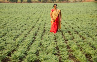Geleneksel giysiler içinde Hintli kadınlar nohut tarlasında yürüyor.