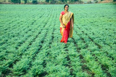 Geleneksel giysiler içinde Hintli kadın nohut tarlasında yürüyor.