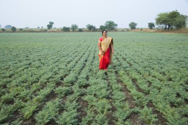 Geleneksel giysiler içinde Hintli kadın nohut tarlasında yürüyor.