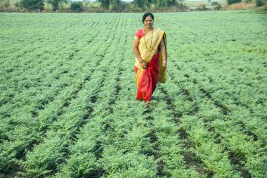 Geleneksel giysiler içinde Hintli kadın nohut tarlasında yürüyor.