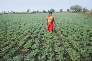 Nohut tarlasında yürüyen genç kız