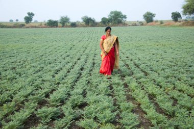 Geleneksel giysiler içinde Hintli kadın nohut tarlasında yürüyor.