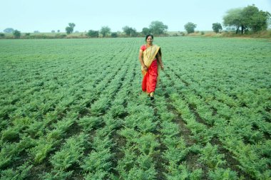 Geleneksel giysiler içinde Hintli kadın nohut tarlasında yürüyor.