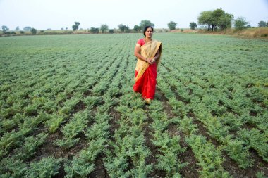 Geleneksel giysiler içinde Hintli kadın nohut tarlasında yürüyor.