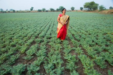 Geleneksel giysiler içinde Hintli kadın nohut tarlasında yürüyor.