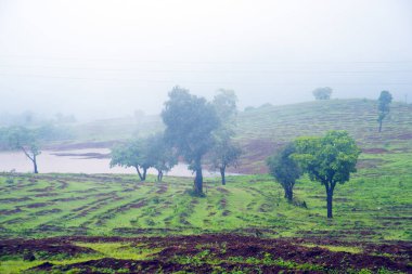 Sabah sisli bir orman.