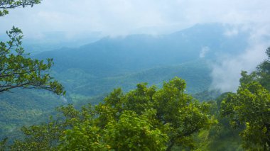 Sabah sisli bir orman.