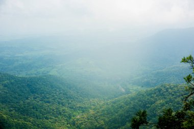 Sabah sisli bir orman.