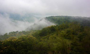 Sabah sisli bir orman.