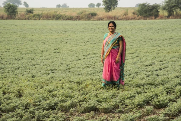 Geleneksel giysiler içinde Hintli kadın nohut tarlasında yürüyor.