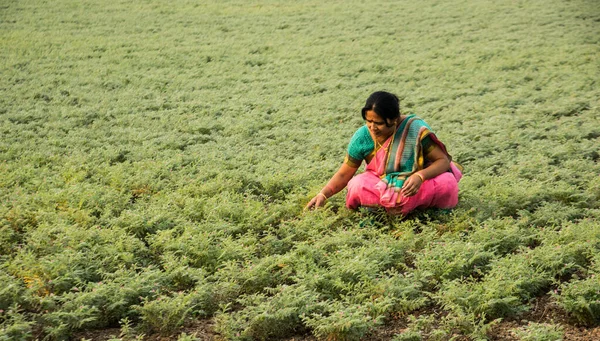 Nohut tarlasında çalışan geleneksel giysili Hintli kadın.
