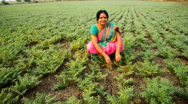 Nohut tarlasında çalışan geleneksel giysili Hintli kadın.