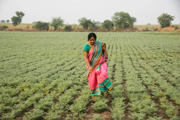 Geleneksel giysiler içinde Hintli kadın nohut tarlasında yürüyor.
