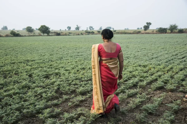 Geleneksel giysiler içinde Hintli kadın nohut tarlasında yürüyor.