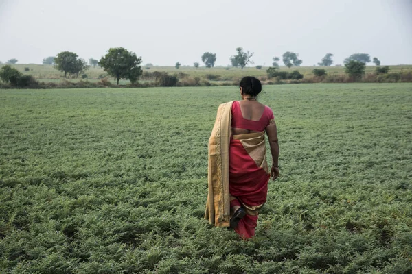 Geleneksel giysiler içinde Hintli kadın nohut tarlasında yürüyor.