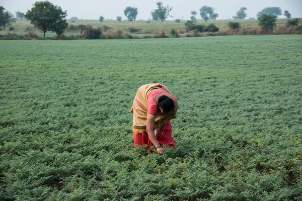 Geleneksel giysiler içinde Hintli kadın nohut tarlasında yürüyor.