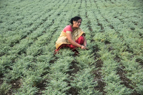 Nohut tarlasında çalışan geleneksel giysili Hintli kadın.