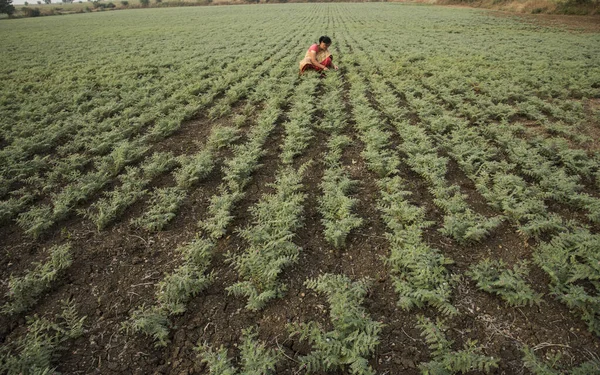 Nohut tarlasında çalışan geleneksel giysili Hintli kadın.