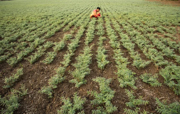 Nohut tarlasında çalışan geleneksel giysili Hintli kadın.