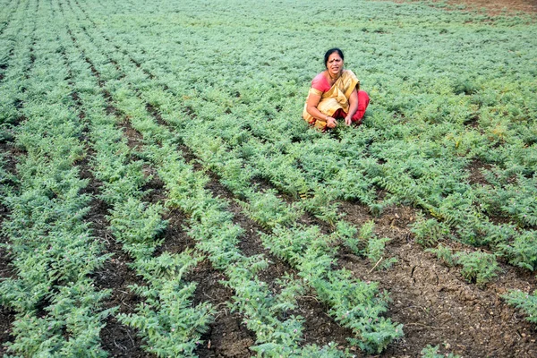 Nohut tarlasında çalışan geleneksel giysili Hintli kadın.