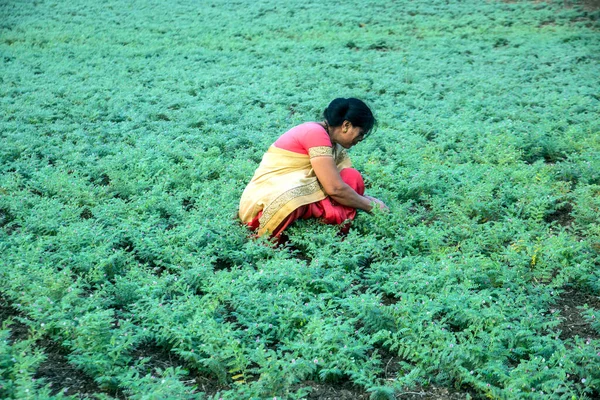 Nohut tarlasında çalışan geleneksel giysili Hintli kadın.